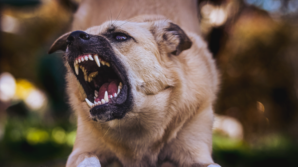 Dog Bites and Personal Injury: Legal Considerations